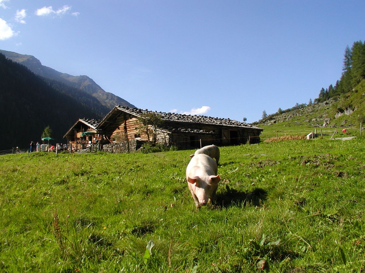 Notburgahof Piesendorf